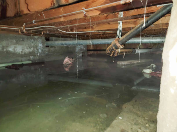 Best Professional water damage repair  in Attla, AL
